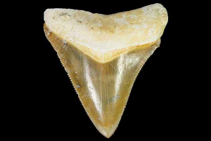 Serrated, Fossil Megalodon Tooth - Florida #110461